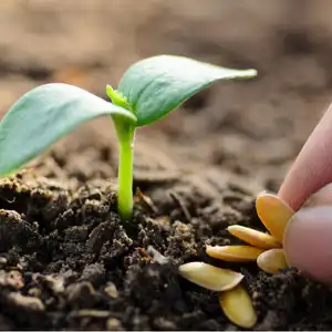 1739963038_Plant Seeds.webp